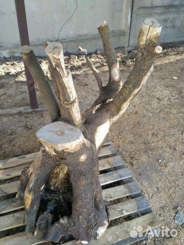 Дупло для животных