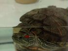 Красноухая черепаха с аквариумом 50 литров объявление продам