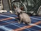 Котята породы Донской сфинкс объявление продам