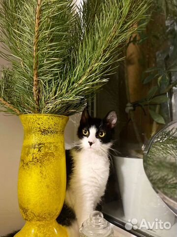 Кошечка в добрые руки