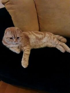 Вязка с котиком шотландской породы(вислоухий)