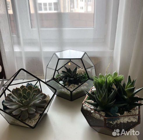Флорариум. Подарок. Цветы живые. Суккуленты