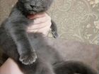 Бесплатно котик с голубыми глазами объявление продам