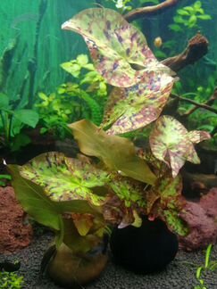 Прополка, Аквариумные Растения, Хелены, меченосцы