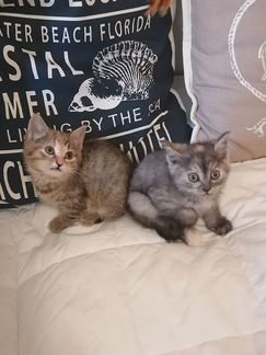 Котятки домашние в хорошие руки