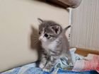 Котёнок ласковая девочка объявление продам