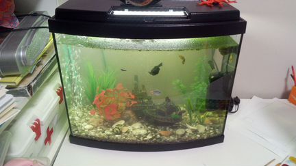 Аквариум для начинающих на 50 л