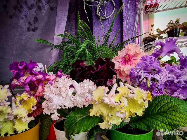 Стрептокарпусы сортовые мировых селекционеров