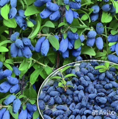 Смородина ягоды