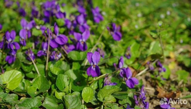 Фиалки садовые