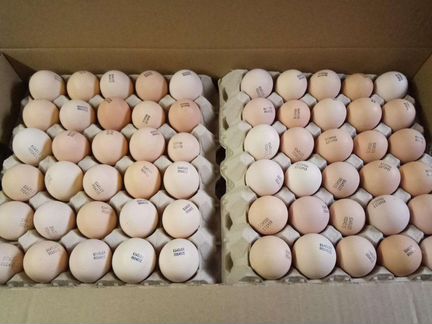 Инкубационное яйцо бройлера