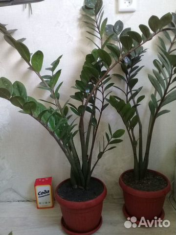 Замиокулькас