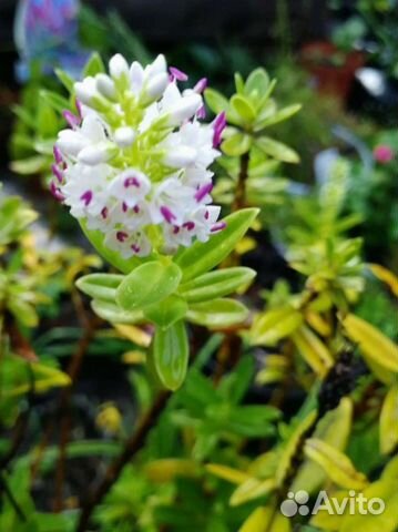 Хебе вечнозеленый