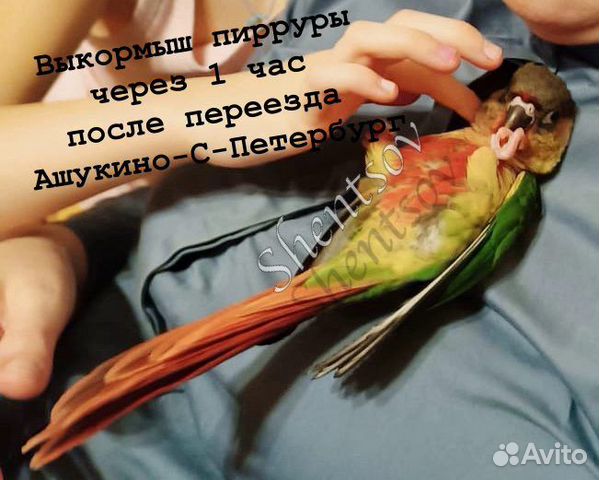 Птенцы пирруры