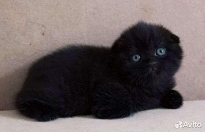 Вислоухий британец котенок черный