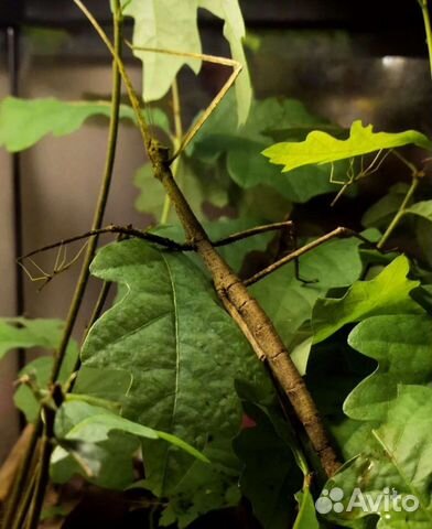 Аннамские палочники