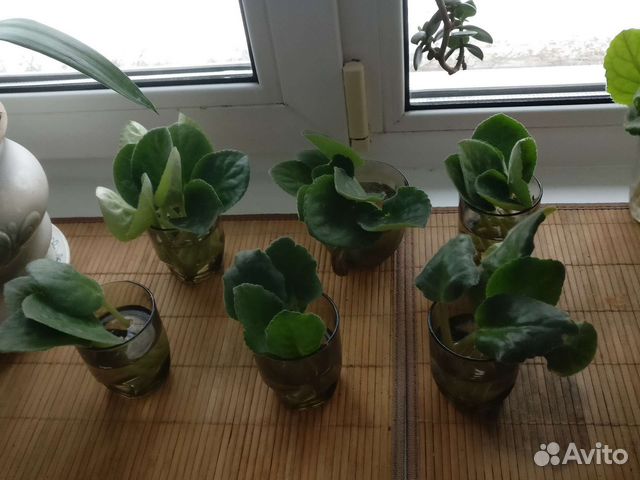 Фиалки сортовые