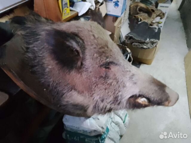 Чучело кабана