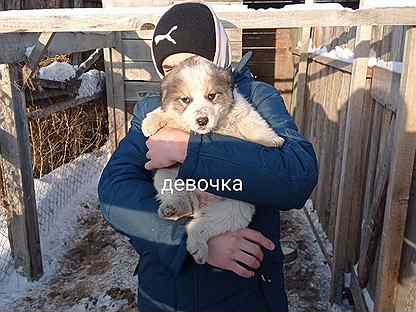 продажа щенков среднеазиатской овчарки в новосибирской