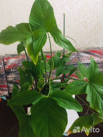 Сингониум комнатное растение