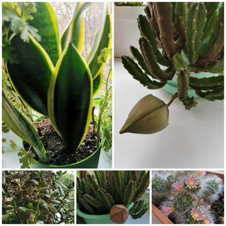 Кактусы,толстянка, сансевиерии, стапеллия