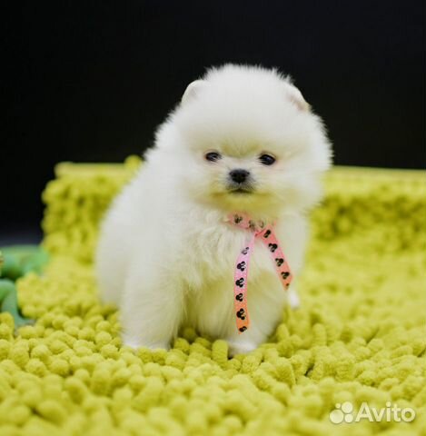 Без предоплат. Мальчики померанские шпицы мишки