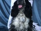 Великолепный щенок английский кокер спаниель объявление продам