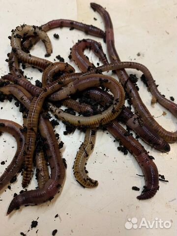 Черви для рыбалки Дендробена
