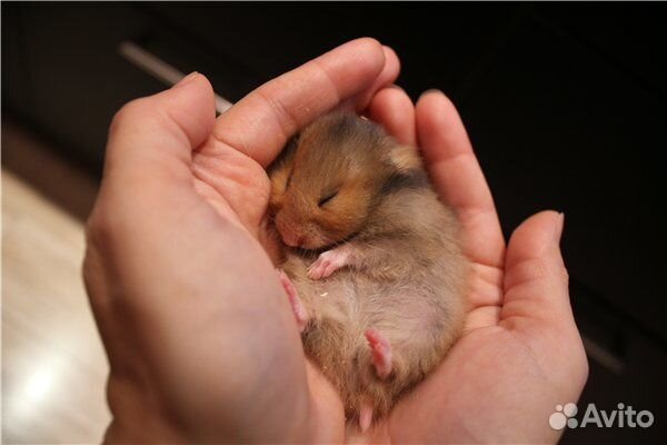 Хомячки на подарки сирийские,есть выбор