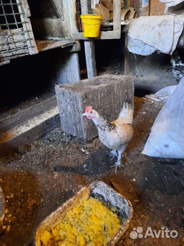 Куры петухи бентамка