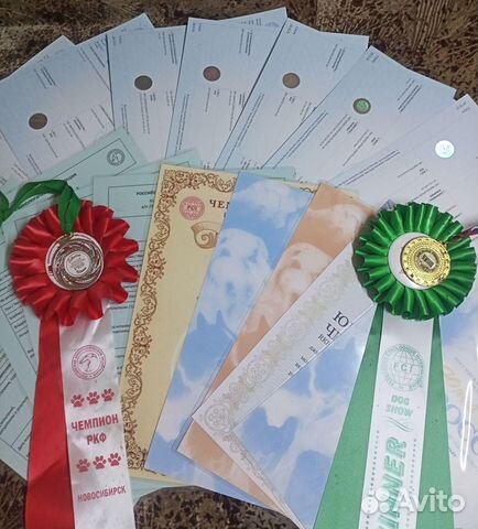 Услуги кинологического клуба обмен документов и пр