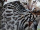 Бенгальские котята. Дзержинск объявление продам