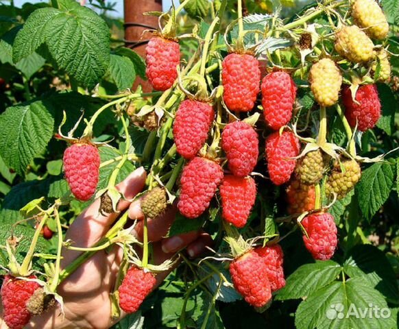 Малина, яблоня, саженцы