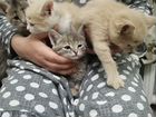 Кошки, японские бобтейлы объявление продам