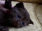 Продам красивых, ухоженных котятРождены 25.08.22 объявление продам