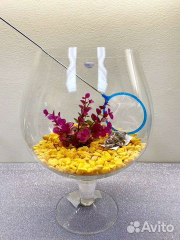 Аквариум + рыбка Петушок