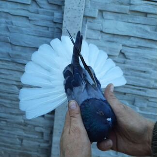 Голуби Николаевские и Донецкого направления