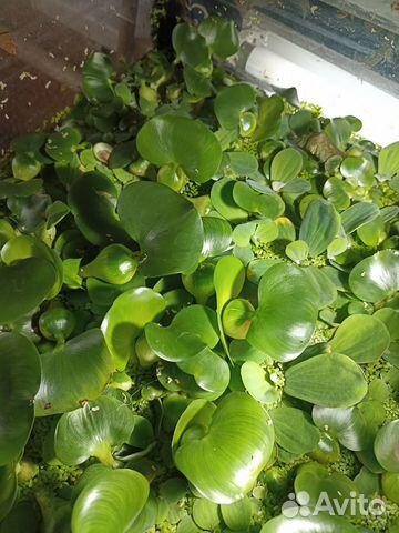 В пруд водный гиацинт