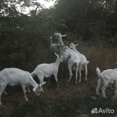 Зааненские козлята