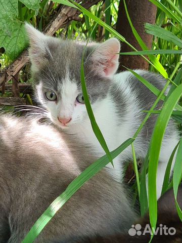 Котенок, мальчик, 2 мес, крупный