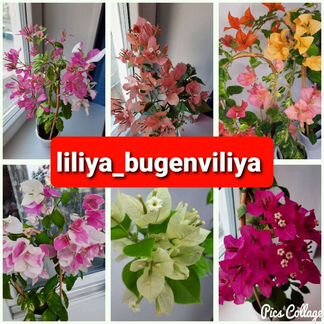 Бугенвиллия более 90 сортов