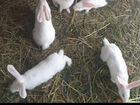 Кролики великаны (белый, чёрный, серый ) объявление продам