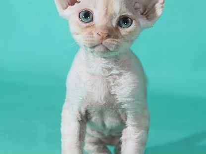 Бесшорстный. Девон рекс взрослый кот фото. Девон рекс химера. Девон рекс кот. Девон рекс голубоглазый.