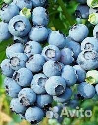 Саженцы Голубика Эрли блю (Early blue), садовая