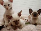 Сиамо-ориентальные котята объявление продам