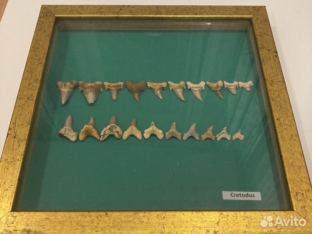 Зубы акулы Кретод (Cretodus)
