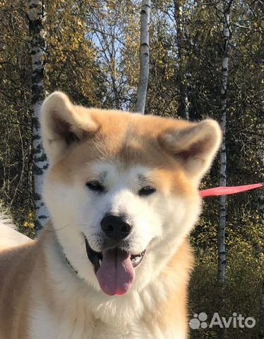 Вязка Акита Кобель