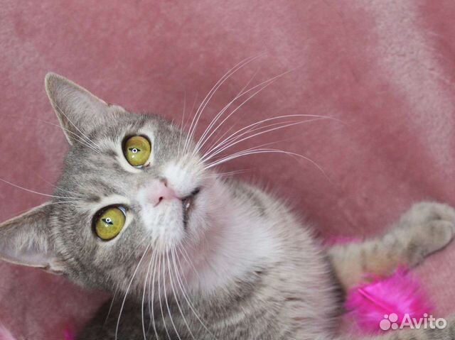 Кошка с шикарным взглядом