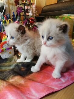 Рэгдолл на подушечку