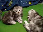 Чистокровные шотландские котята.Родились 13 ноября
